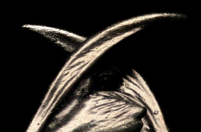 Vinterjazz: Loupe – Insecta (uropførelse)