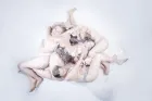 IKI