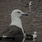 Nicho1 & Brr The Beatmaker featuring DJ FMD