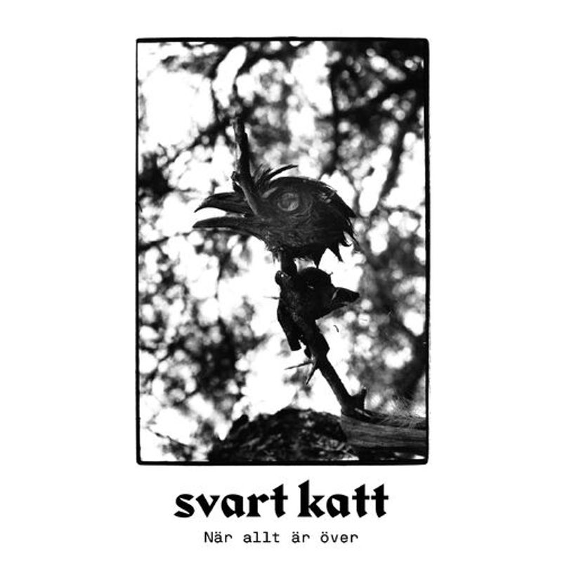 Svart Katt