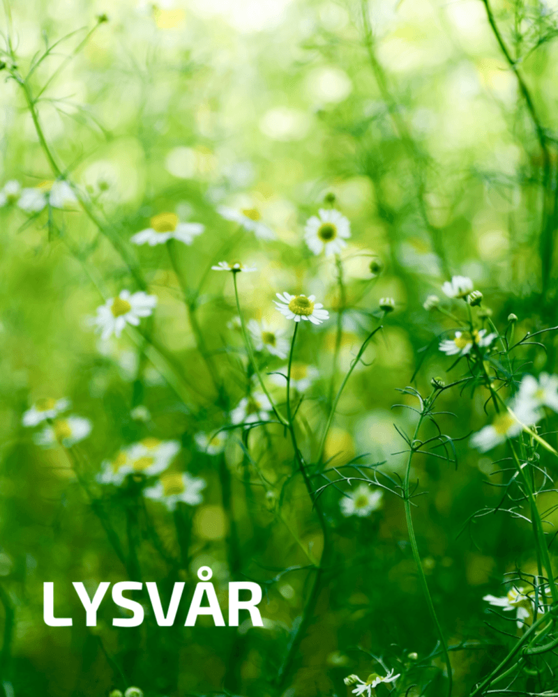 Lysvår