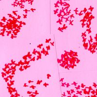 Movement Shaped Like A Heart