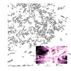 Oli XL + Hekt + Ingrate + Xenia Xamanek - Ingrate